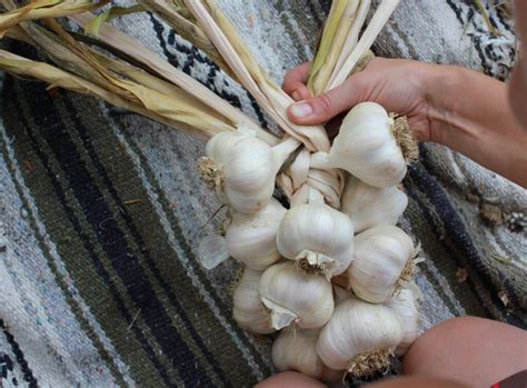 How to Braid Garlic: A Tangled Tale of Culinary Art and Cosmic Connections